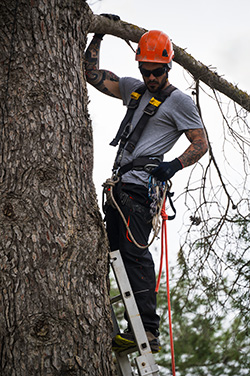 Expert from tree companies in Barnegat at work